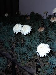 Asteraceae