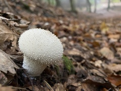 Lycoperdon
