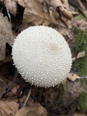Lycoperdon