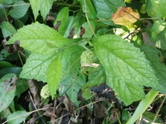 Varronia bullata