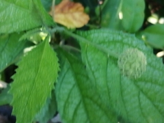 Varronia bullata