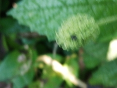 Varronia bullata