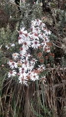 Diplostephium hartwegii