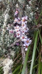 Diplostephium hartwegii