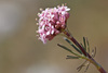 Tuberous Valerian - Photo (c) Sarah Gregg, some rights reserved (CC BY-NC-SA)