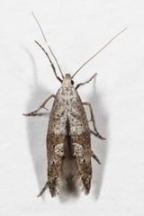 Ochromolopis ramapoella