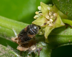 Trogoderma argentina