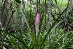 Quesnelia quesneliana