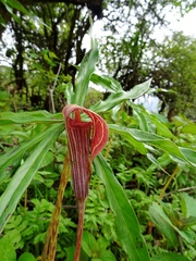 Arisaema erubescens