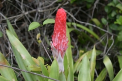 Quesnelia quesneliana