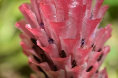 Quesnelia quesneliana