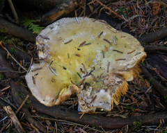 Russula occidentalis