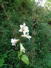Cardiocrinum giganteum