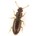 Monotoma longicollis - Photo (c) Mike Quinn, Austin, TX, some rights reserved (CC BY-NC), uploaded by Mike Quinn, Austin, TX