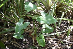 Thaumatophyllum corcovadense