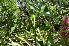 Thaumatophyllum corcovadense