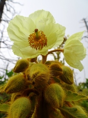 Meconopsis