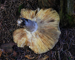 Russula occidentalis