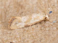 Platphalonidia plicana