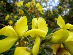 Piptanthus nepalensis