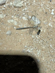 Clathroneuria coquilletti