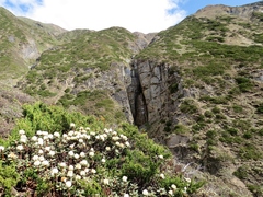 Rhododendron anthopogon