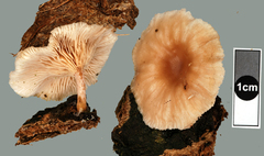 Clitocybe wellingtonensis