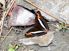 Adelpha corcyra