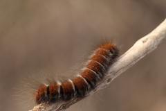 Macrothylacia digramma