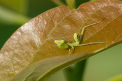 Mantidae