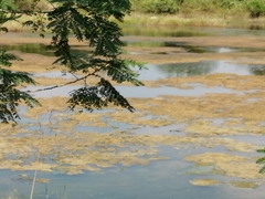 Dendrocygna autumnalis
