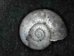 Glyphyalinia indentata