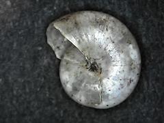 Glyphyalinia indentata
