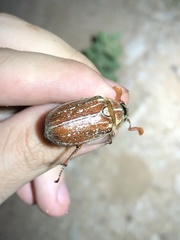 Polyphylla mescalerensis