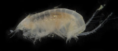 Haustorioidea