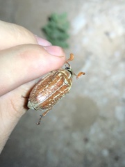 Polyphylla mescalerensis