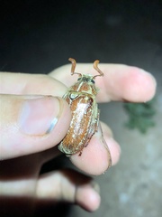 Polyphylla mescalerensis