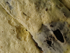 Antrodiella citrinella