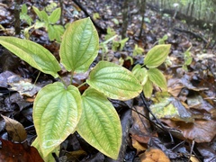 Croomia pauciflora