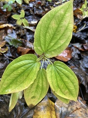 Croomia pauciflora