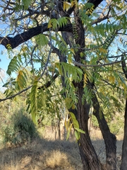 Juglans hindsii