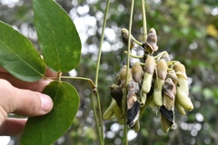 Mucuna urens