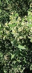 Colletia paradoxa