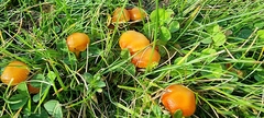 Hygrocybe insipida