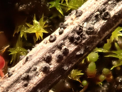 Stemphylium vesicarium