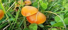 Hygrocybe insipida