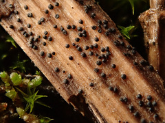 Stemphylium vesicarium