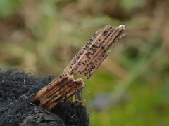 Stemphylium vesicarium