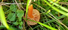 Hygrocybe insipida