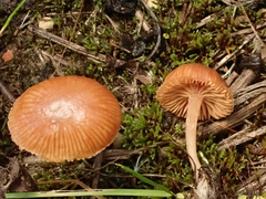 Tubaria romagnesiana
